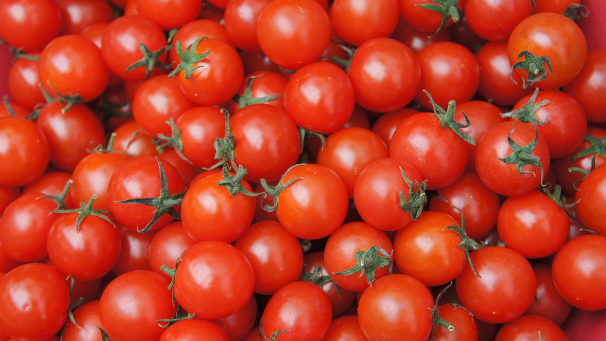 tomate la palma carchuna